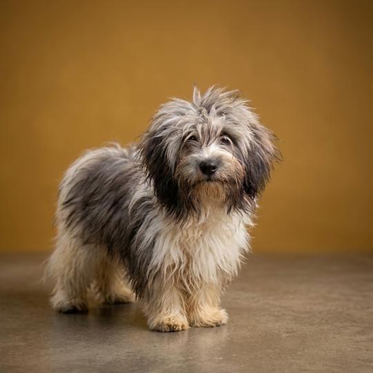 Bonnie Femelle Coton de tulear