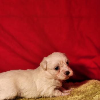 chiot Coton de tulear Sab.Pbl.Env B Élevage du Royaume des P'tits Loups