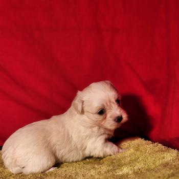 chiot Coton de tulear Sab.Pbl.Env B Élevage du Royaume des P'tits Loups