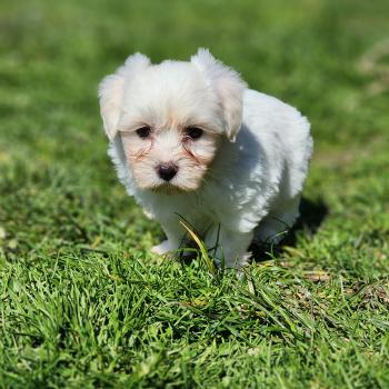 chiot Coton de tulear Sab.Pbl.Env B Élevage du Royaume des P'tits Loups