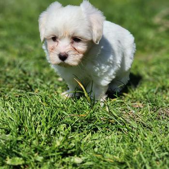chiot Coton de tulear Sab.Pbl.Env B Élevage du Royaume des P'tits Loups