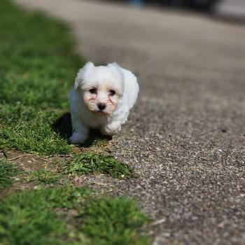 chiot Coton de tulear Sab.Pbl.Env B Élevage du Royaume des P'tits Loups
