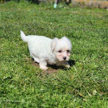 chiot Coton de tulear Sab.Pbl.Env B Élevage du Royaume des P'tits Loups
