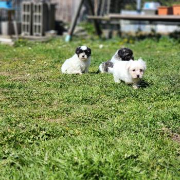 chiot Coton de tulear Sab.Pbl.Env B Élevage du Royaume des P'tits Loups