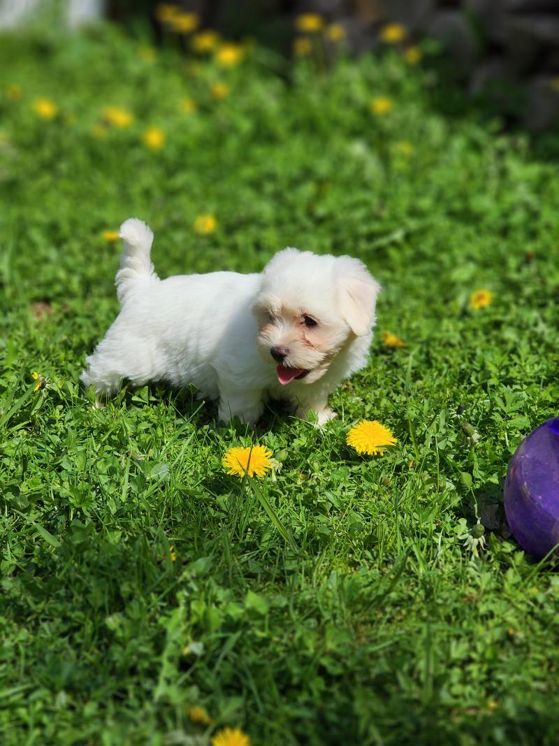 B Femelle Coton de tulear