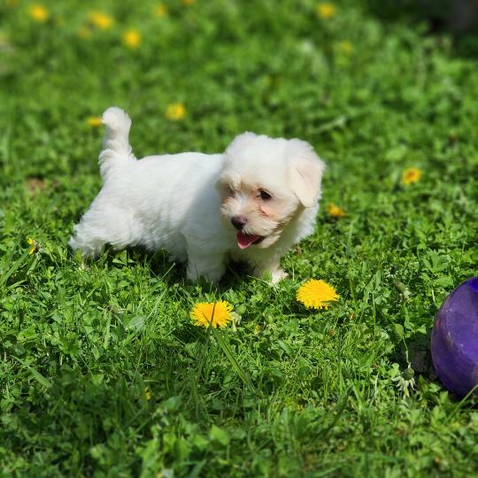 B Femelle Coton de tulear
