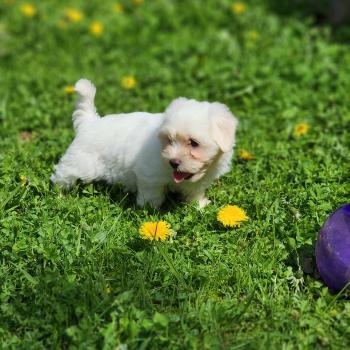 chiot Coton de tulear Sab.Pbl.Env B Élevage du Royaume des P'tits Loups