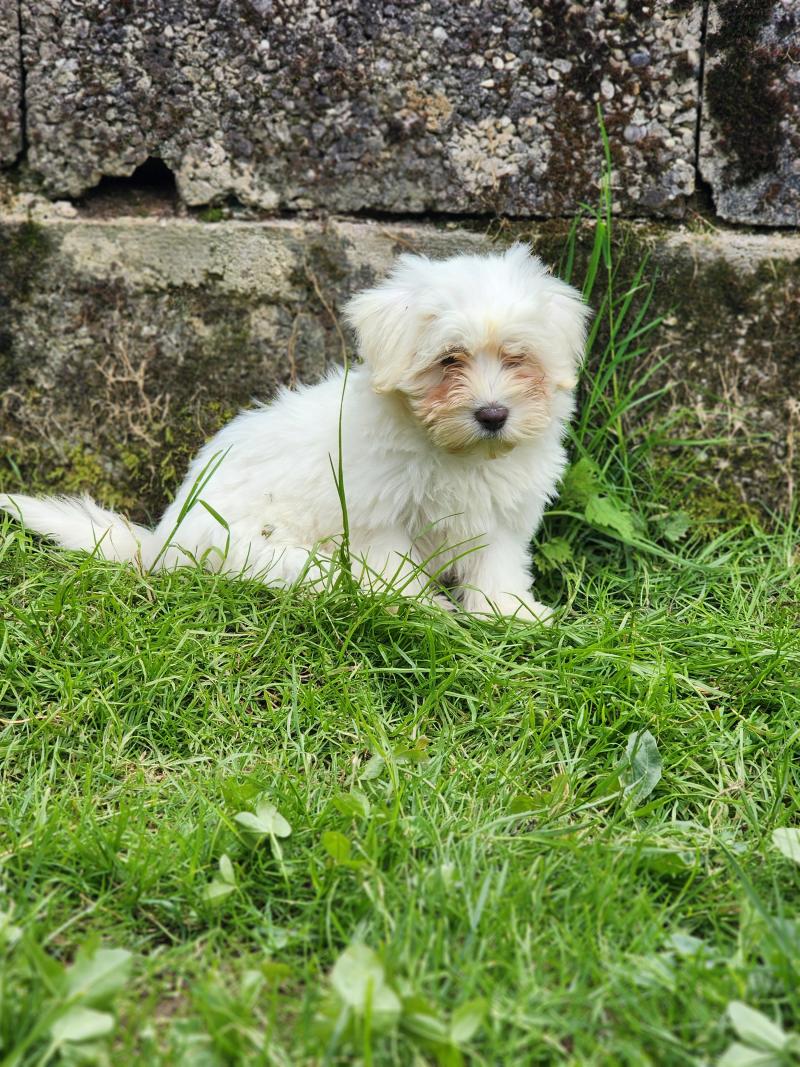 B Femelle Coton de tulear