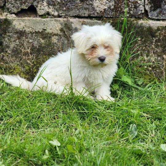 B Femelle Coton de tulear