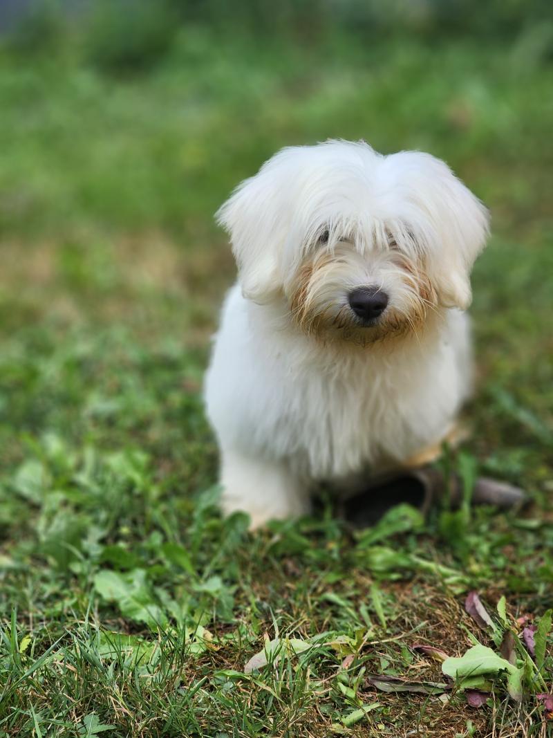 B Femelle Coton de tulear