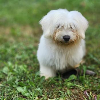 chiot Coton de tulear Sab.Pbl.Env B Élevage du Royaume des P'tits Loups