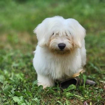 chiot Coton de tulear Sab.Pbl.Env B Élevage du Royaume des P'tits Loups