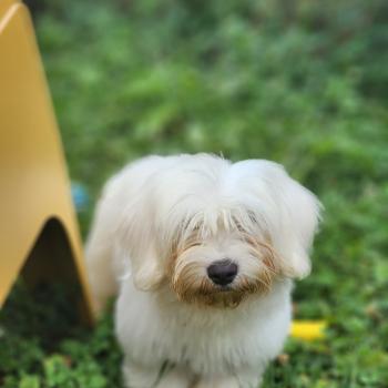 chiot Coton de tulear Sab.Pbl.Env B Élevage du Royaume des P'tits Loups