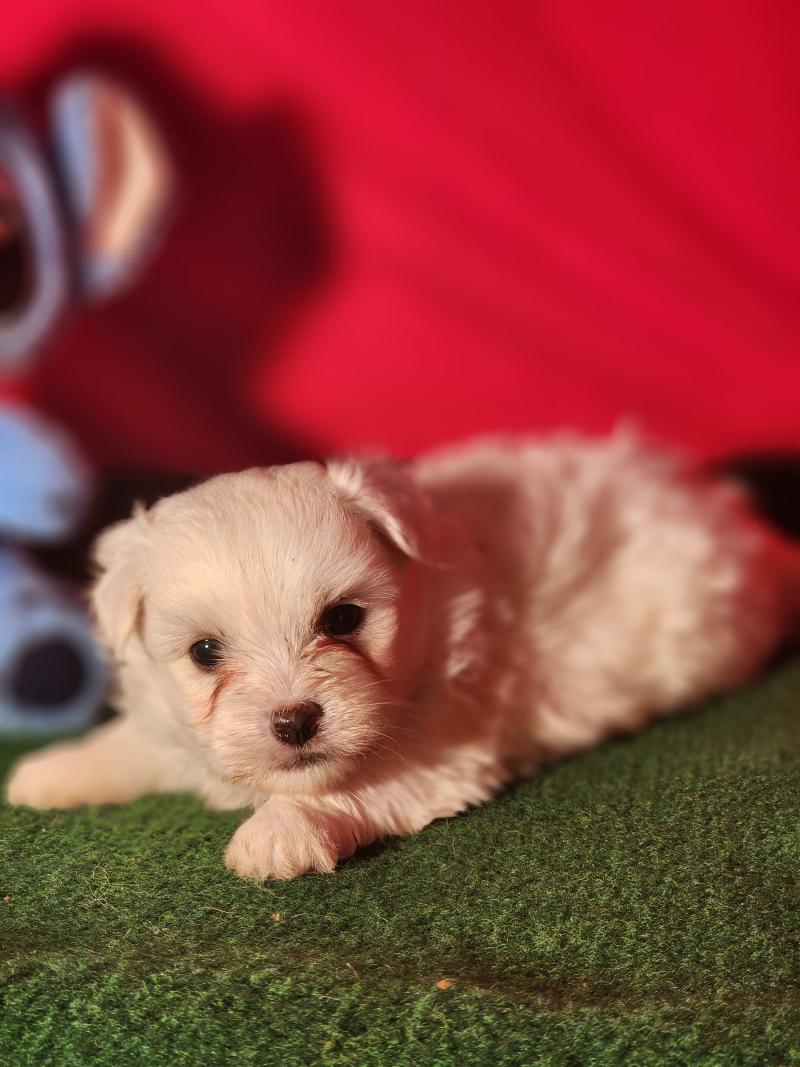 B Mâle Coton de tulear