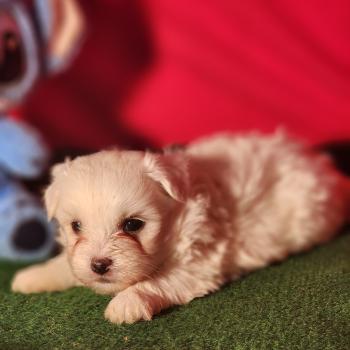 chiot Coton de tulear blc B Élevage du Royaume des P'tits Loups