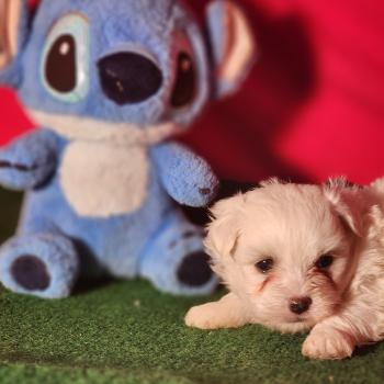 chiot Coton de tulear blc B Élevage du Royaume des P'tits Loups