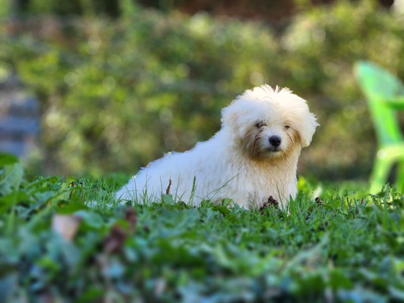 B Mâle Coton de tulear