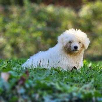 chiot Coton de tulear blc B Élevage du Royaume des P'tits Loups
