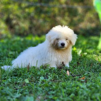 chiot Coton de tulear blc B Élevage du Royaume des P'tits Loups