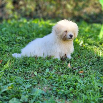chiot Coton de tulear blc B Élevage du Royaume des P'tits Loups
