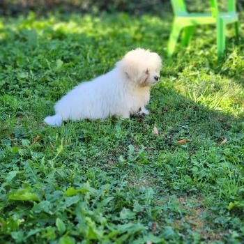 chiot Coton de tulear blc B Élevage du Royaume des P'tits Loups