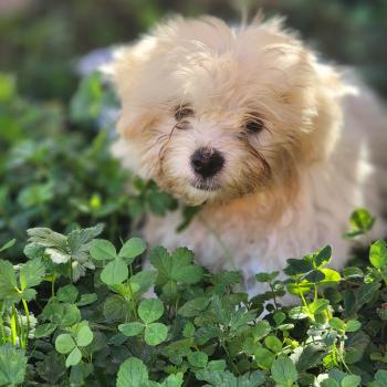 chiot Coton de tulear blc B Élevage du Royaume des P'tits Loups