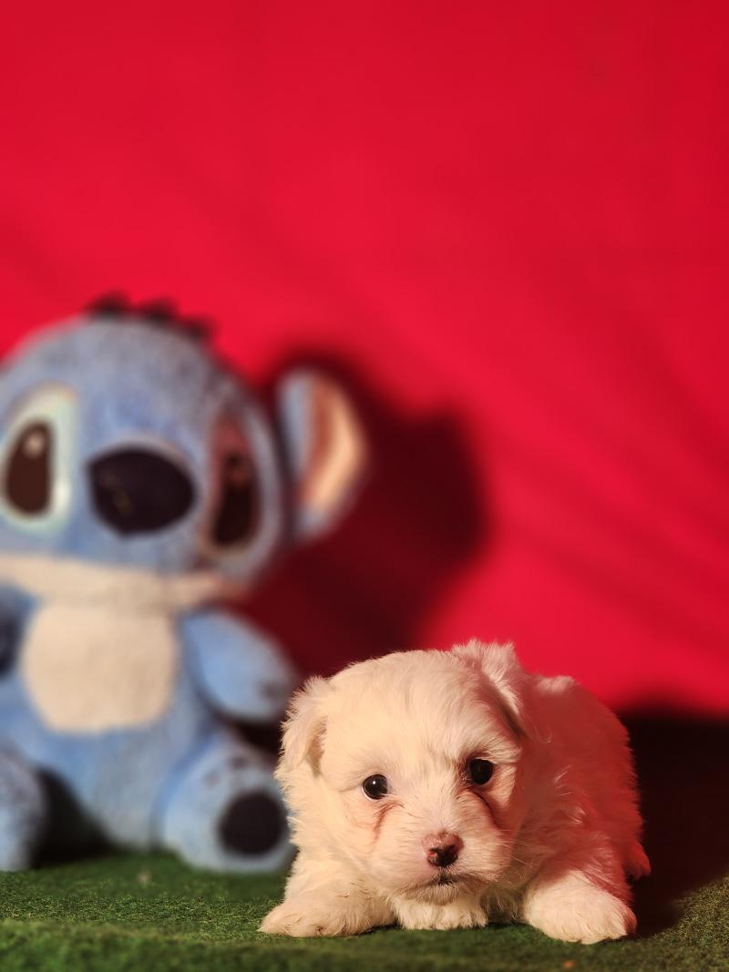 B Femelle Coton de tulear