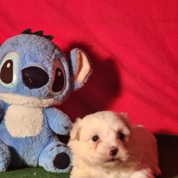 chiot Coton de tulear blc B Élevage du Royaume des P'tits Loups
