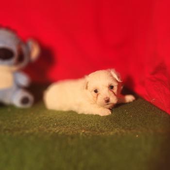 chiot Coton de tulear blc B Élevage du Royaume des P'tits Loups