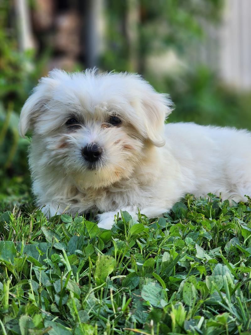 B Femelle Coton de tulear