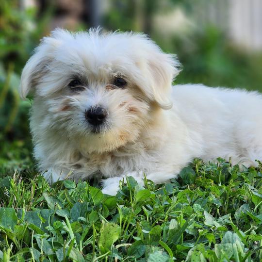 B Femelle Coton de tulear