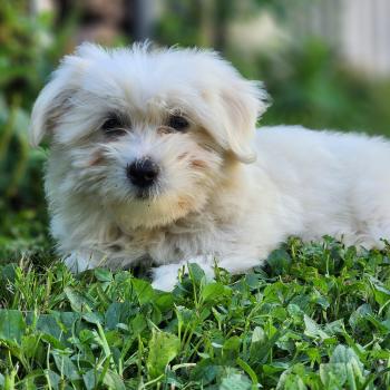 chiot Coton de tulear blc B Élevage du Royaume des P'tits Loups