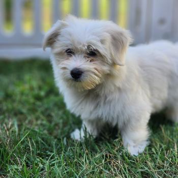 chiot Coton de tulear blc B Élevage du Royaume des P'tits Loups