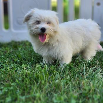 chiot Coton de tulear blc B Élevage du Royaume des P'tits Loups