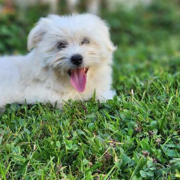 chiot Coton de tulear blc B Élevage du Royaume des P'tits Loups