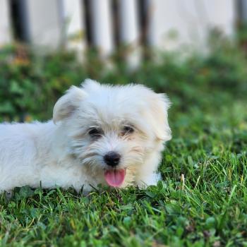 chiot Coton de tulear blc B Élevage du Royaume des P'tits Loups