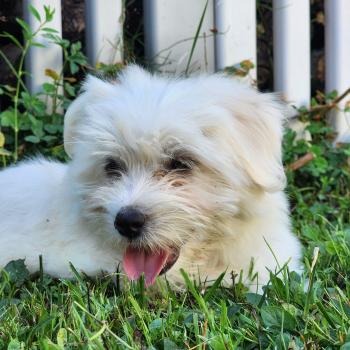 chiot Coton de tulear blc B Élevage du Royaume des P'tits Loups