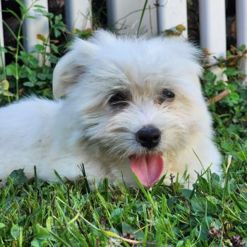 chiot Coton de tulear blc B Élevage du Royaume des P'tits Loups
