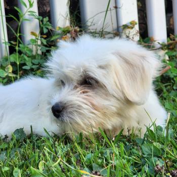 chiot Coton de tulear blc B Élevage du Royaume des P'tits Loups