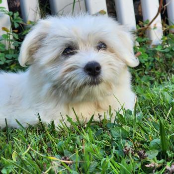 chiot Coton de tulear blc B Élevage du Royaume des P'tits Loups