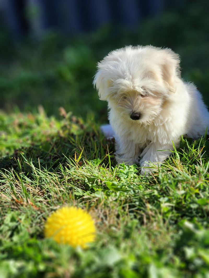 B Femelle Coton de tulear