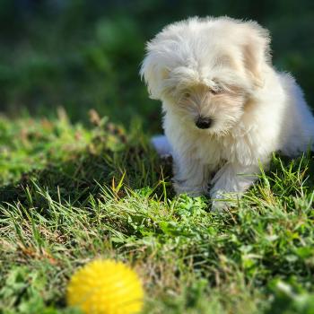 chiot Coton de tulear blc B Élevage du Royaume des P'tits Loups