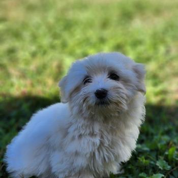 chiot Coton de tulear blc B Élevage du Royaume des P'tits Loups