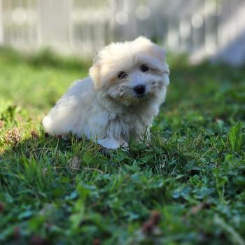 chiot Coton de tulear blc B Élevage du Royaume des P'tits Loups