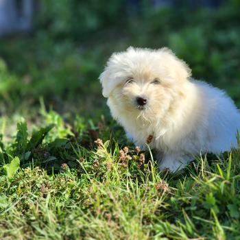 chiot Coton de tulear blc B Élevage du Royaume des P'tits Loups
