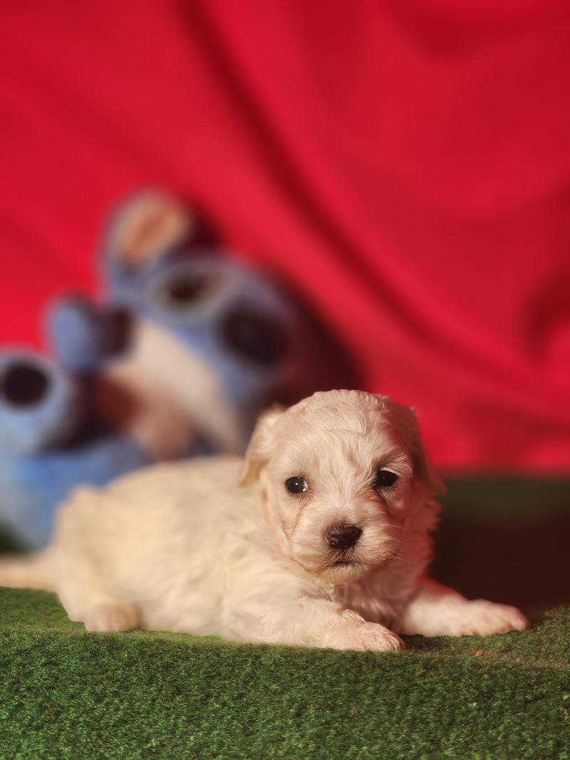 B Mâle Coton de tulear