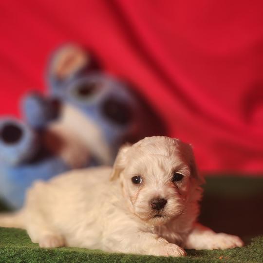 B Mâle Coton de tulear