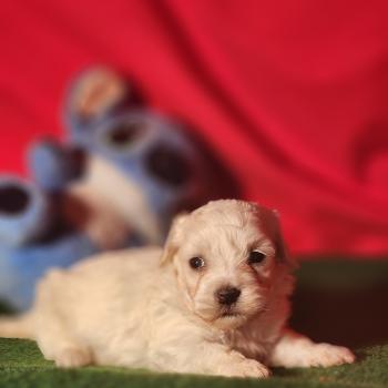 chiot Coton de tulear blc B Élevage du Royaume des P'tits Loups