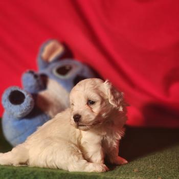 chiot Coton de tulear blc B Élevage du Royaume des P'tits Loups