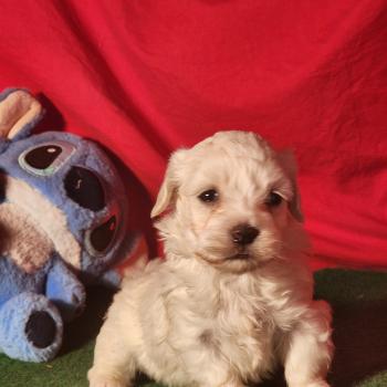 chiot Coton de tulear blc B Élevage du Royaume des P'tits Loups